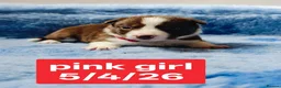 Border Collie dogs for sale: Stunning pure bred Red & White Border collie pups - Advert 10