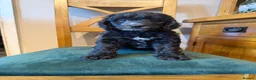 Cockapoo dogs for sale:  Girls Only from DNA Tested Parents  - Advert 9