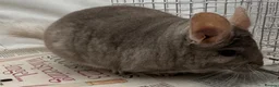 Chinchilla rodents for sale: Toby, fabulously tame Beige boy - Advert 9