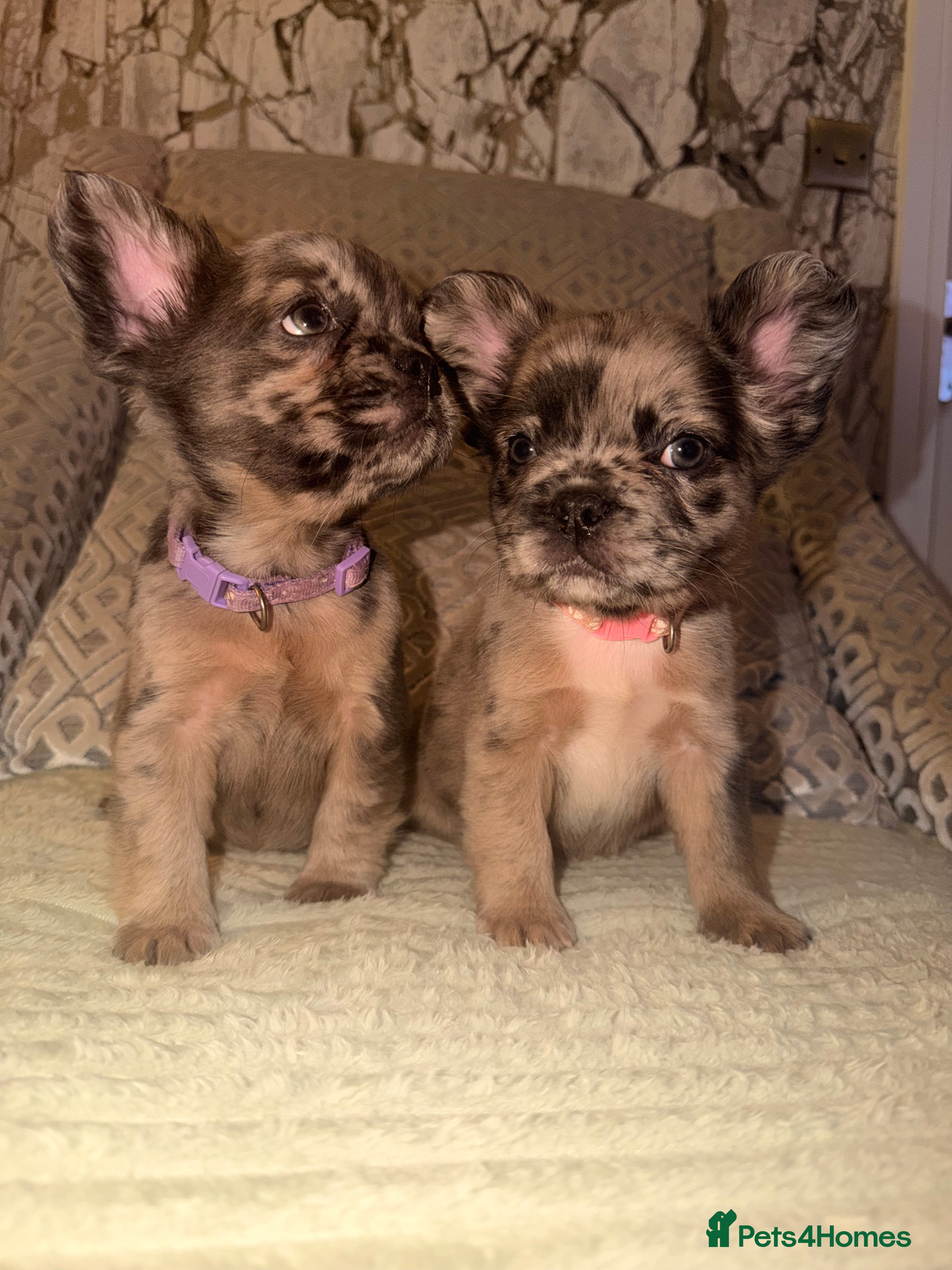 French Bulldog dogs 4 perfect fluffy visual French bulldogs left 🧸🧸 - Advert 2