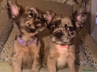 French Bulldog dogs 4 perfect fluffy visual French bulldogs left 🧸🧸 - Advert 2