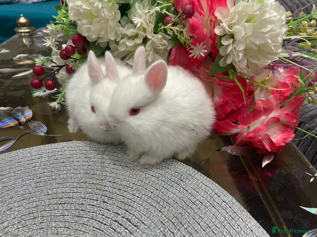 Netherland Dwarf rabbits for sale: Pure Netherland Dwarfs - Advert 2