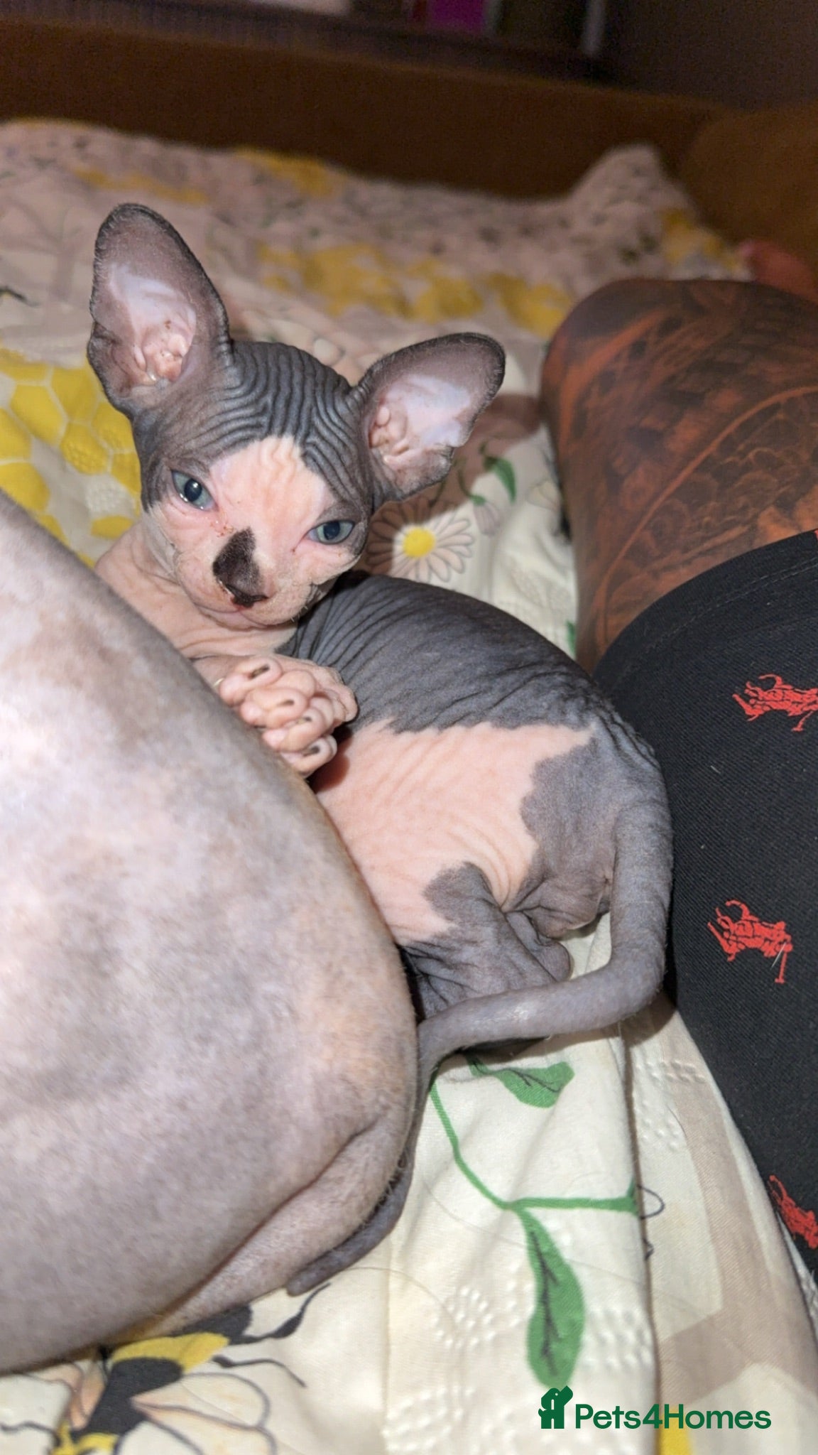 Sphynx cats ** 1 Kitten Left ** Sphynx Babies - Advert 9