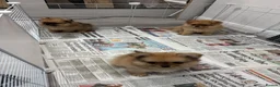 Pomchi dogs for sale: 3 beautiful pomchi puppy’s  in Crawley - Advert 14