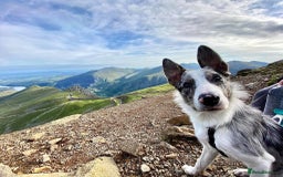 Border Collie dogs for sale: FREE! Urgent appeal - Give dog a second chance - Advert 3