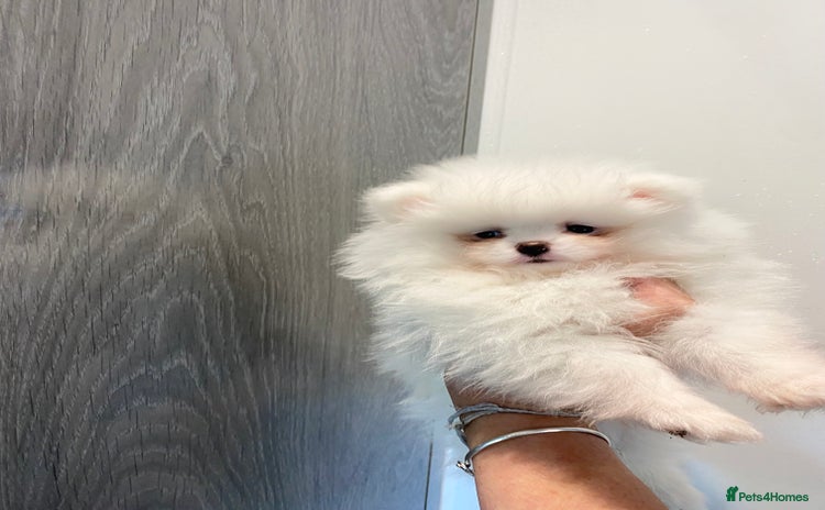 Pomeranian dogs - Advert 4