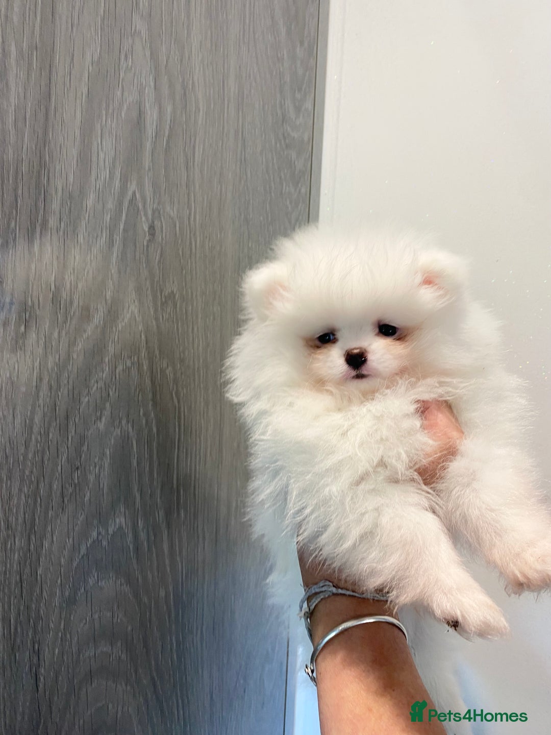 Pomeranian dogs for sale: KC White Pomeranian polar bears 🐻‍❄️  - Image 1