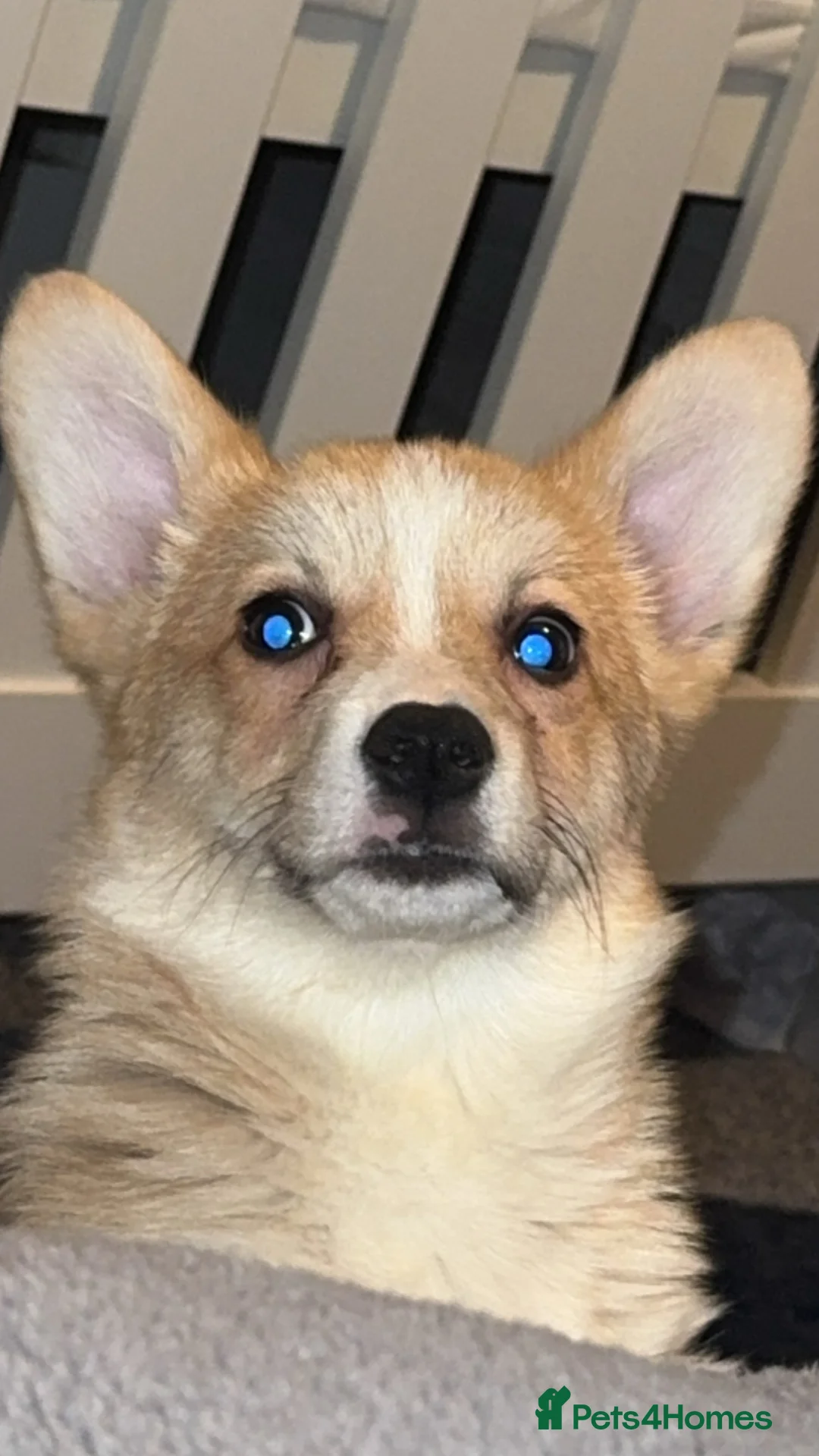 Welsh Corgi Pembroke dogs for sale: Last girl Welsh Pembroke corgi READY TO LEAVE - Advert 3