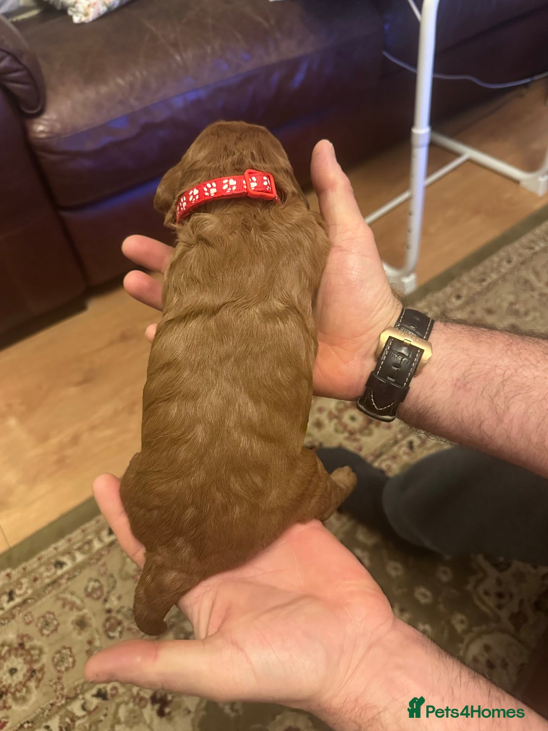 Labradoodle dogs for sale: Miniature F1 Labradoodles  - Advert 29