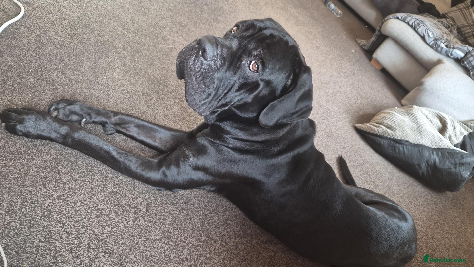 Cane Corso dogs for sale: The BEST Cane Corso available - Advert 1