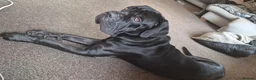 Cane Corso dogs for sale: The BEST Cane Corso available - Advert 1