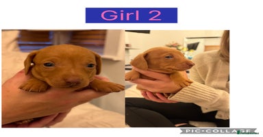 Dachshund dogs Beautiful Dachshund puppies - Advert 7