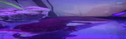 Axolotl reptiles for sale: Full Axolotl set up plus Fluval Tank - Advert 10