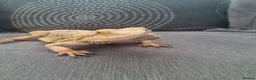 Bearded Dragon reptiles for sale: Male Bearded Dragon and Vivarium  in Hitchin - Advert 8