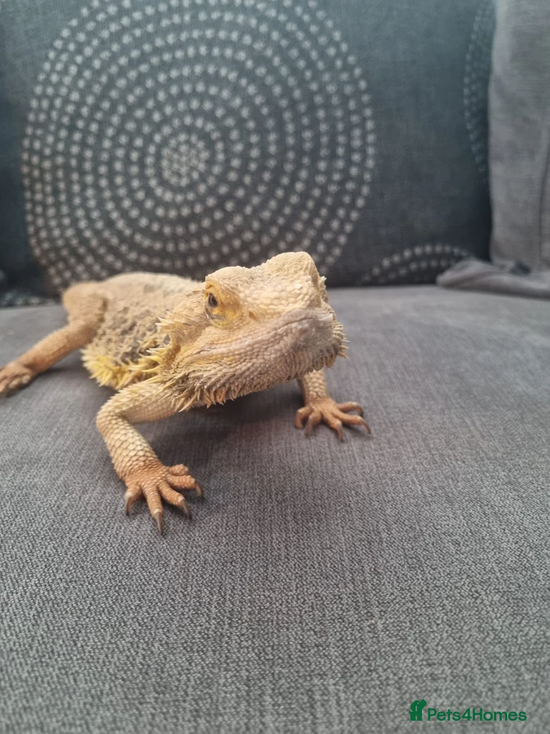 Bearded Dragon reptiles for sale: Male Bearded Dragon and Vivarium  in Hitchin - Advert 8