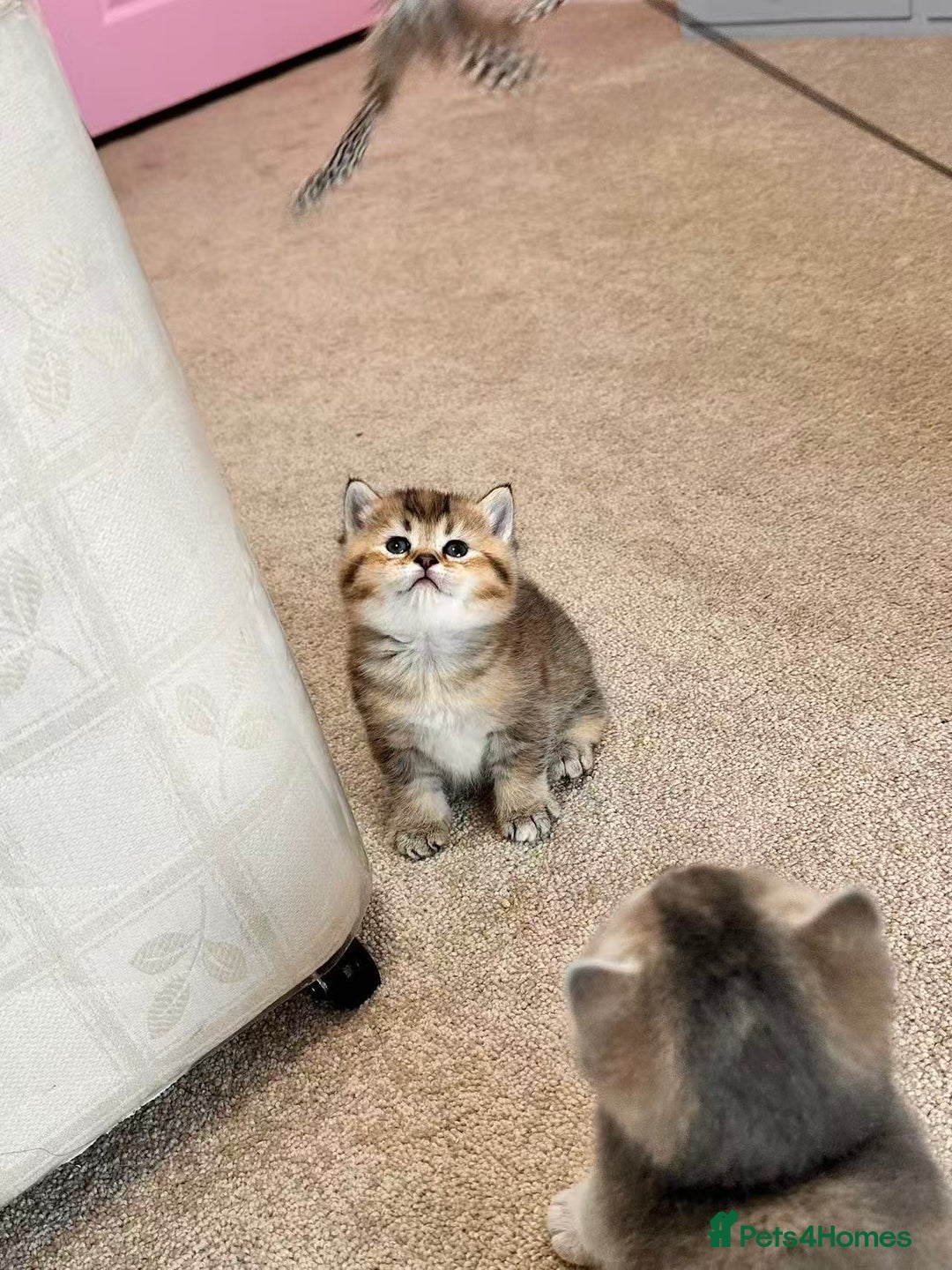 British Shorthair cats for sale: Adorable golden kittens - Advert 19