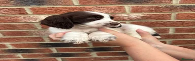 Cocker Spaniel 3