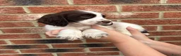 Cocker Spaniel dogs for sale: Small cocker spaniel pups in Darlington - Advert 5