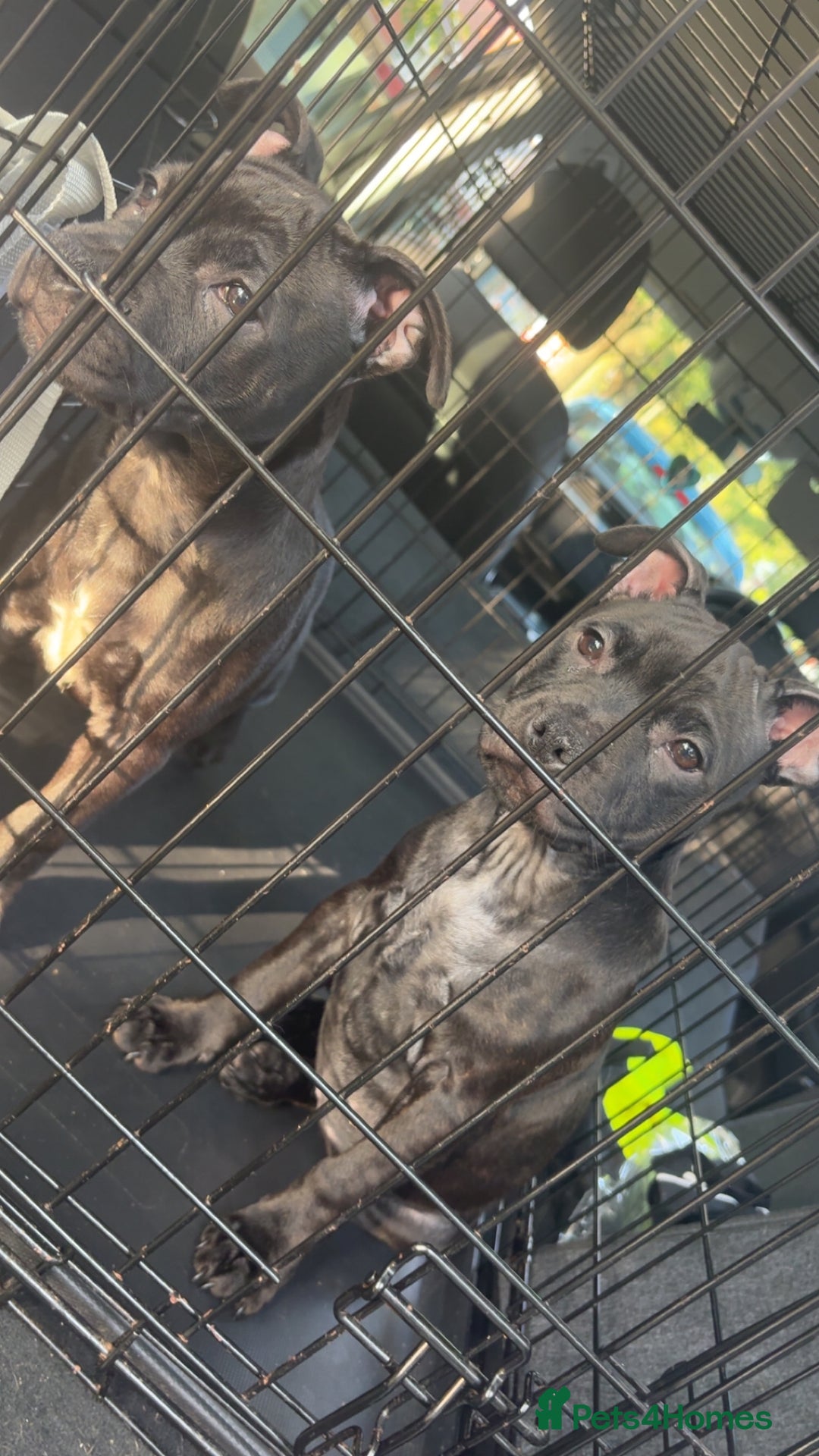Staffordshire Bull Terrier dogs for sale: Staffy pups  - Image 6