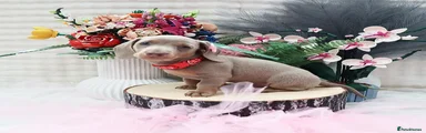 Miniature Dachshund Puppy 3