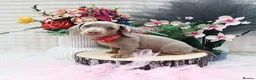 Miniature Dachshund dogs for sale: Adorable Miniature Dachshund Puppies in Kingswinford - Advert 7
