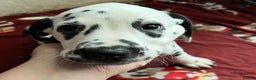 Dalmatian dogs for sale: Stunning Dalmatian puppies KC reg show winners - Advert 29