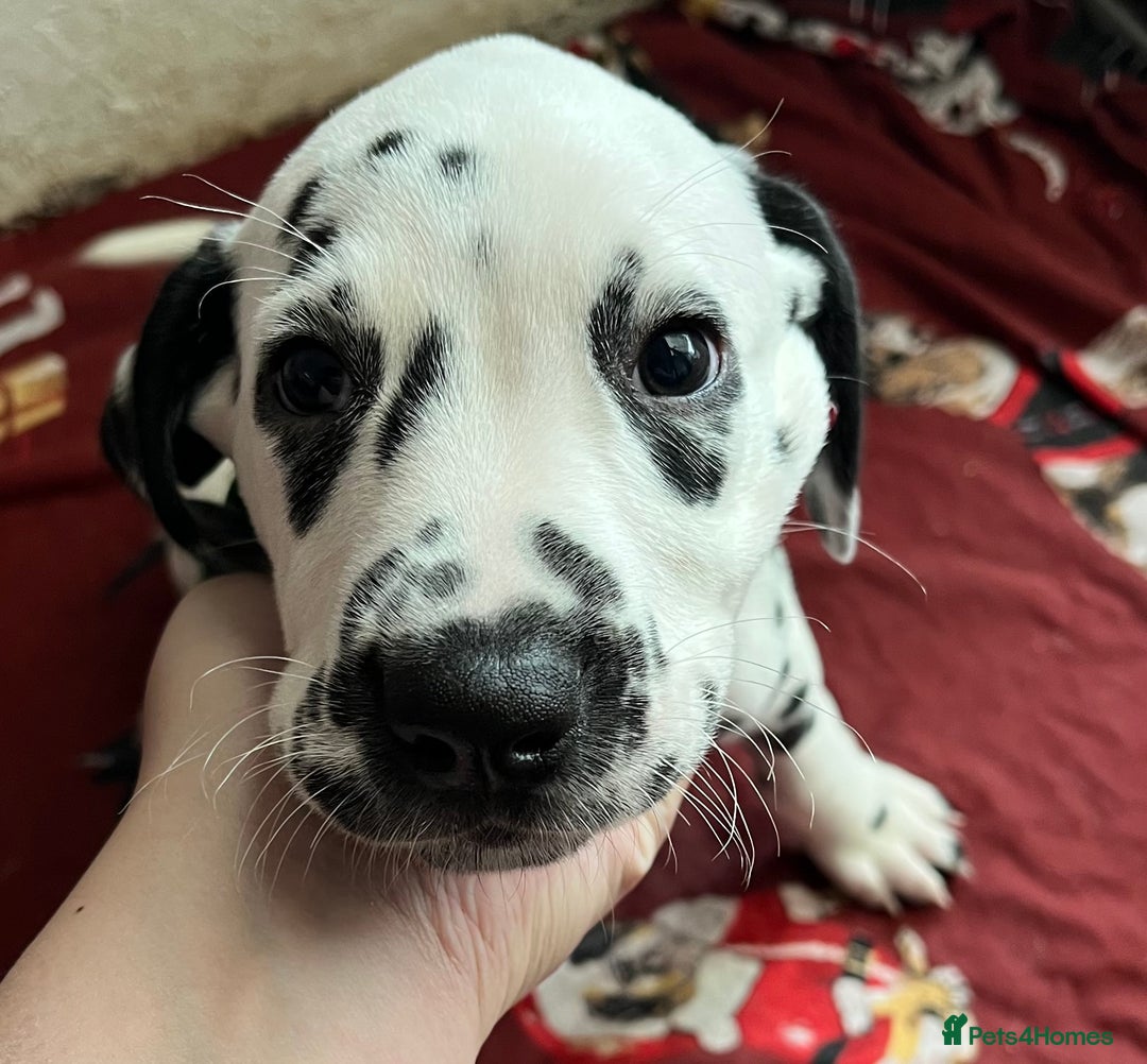 Dalmatian dogs for sale: Stunning Dalmatian puppies KC reg show winners - Advert 29