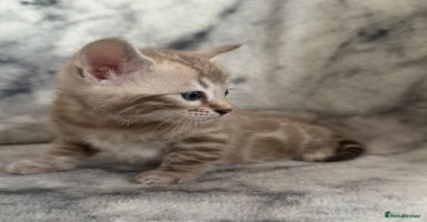 Bengal cats - Advert 4