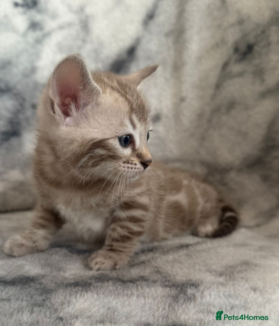 Bengal cats for sale: 🏡Gorgeous Bengal Kittens–Ready for Reservation 🐾 - Image 3