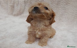 Cavapoo dogs for sale: Beautiful F1 Cavapoo Pups  - Image 9