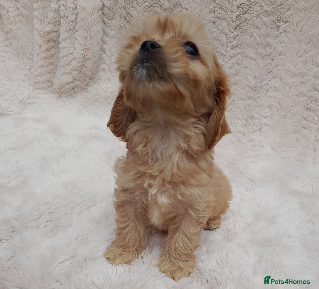 Cavapoo dogs for sale: Beautiful F1 Cavapoo Pups  - Image 9