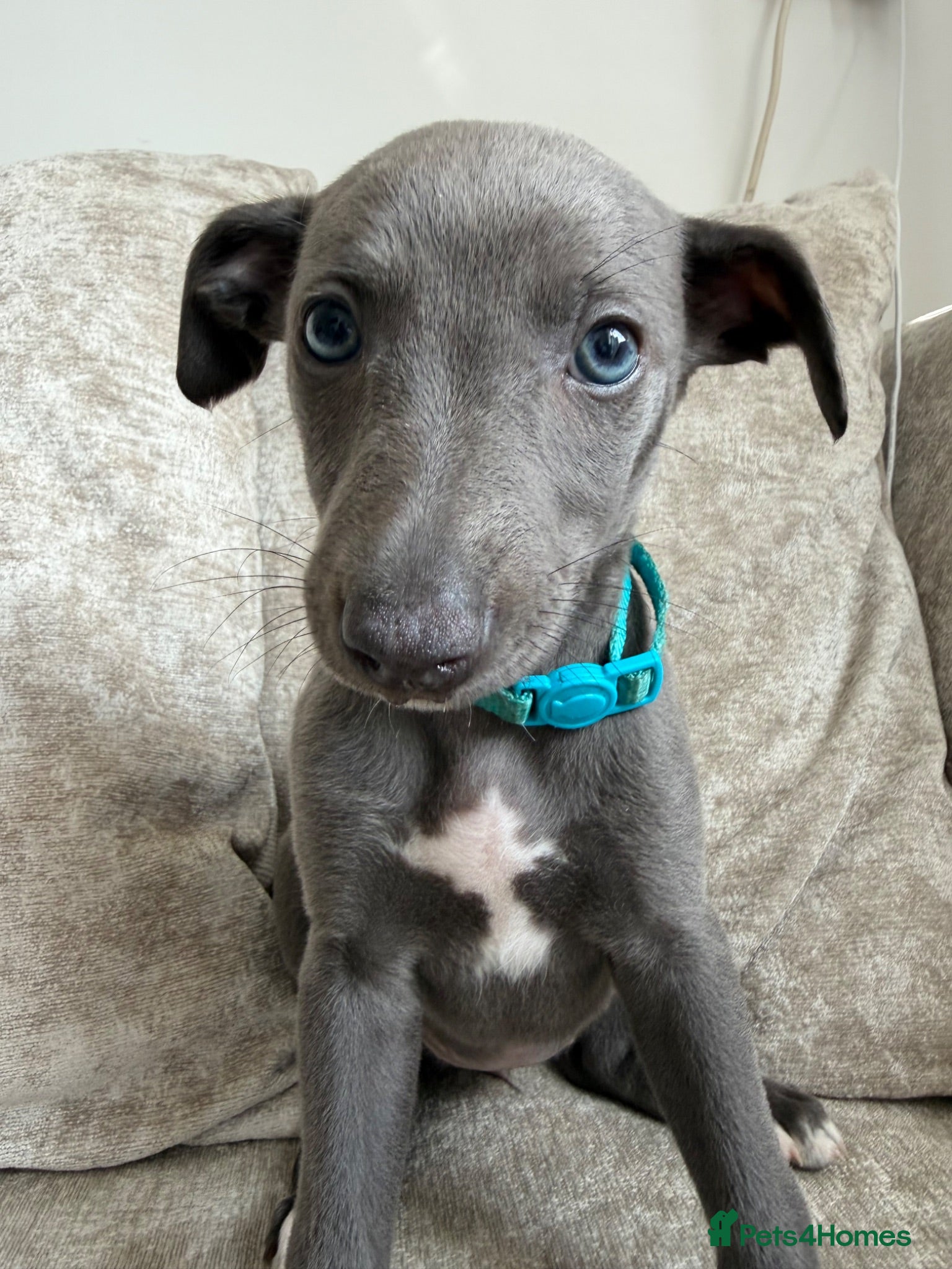 Whippet dogs Whippet puppies  1 girl available 💗 - Advert 2