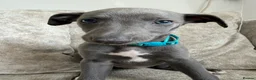 Whippet dogs for sale: I BEAUTIFUL GIRL LEFT READY NOW - Advert 12
