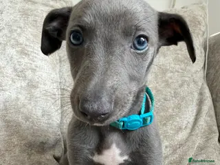 Whippet dogs Whippet puppies 1 girl available 💗 - Advert 2