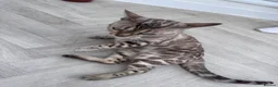 Bengal cats for sale: TICA Reg Seal Mink Female. Available on Active Reg - Advert 10