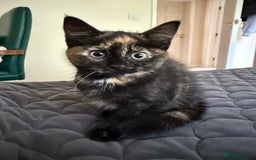 British Shorthair cats for sale: 3 lovely kittens soon tobe ready for forever homes - Image 2