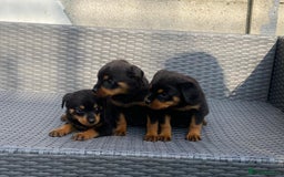 Rottweiler dogs for sale: Rottweilers for sale - Image 7