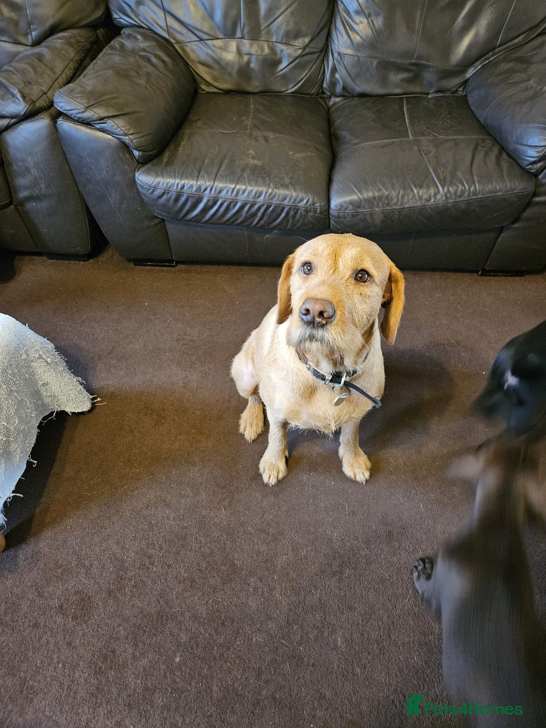 Mixed Breed dogs for sale: Gorgeous litter of pointerdor/sprocker puppies. - Advert 2