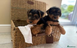Welsh Terrier dogs for sale: Stunning KC Welsh Terriers - Image 5