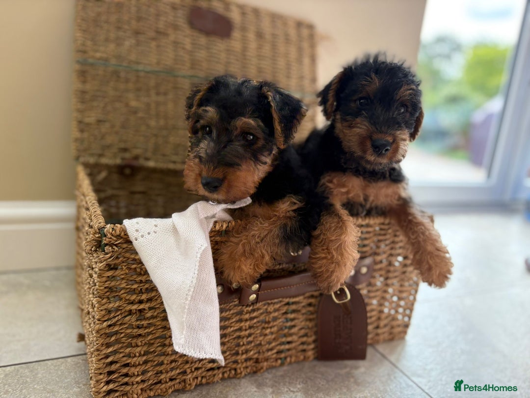 Welsh Terrier dogs for sale: Stunning KC Welsh Terriers - Image 5