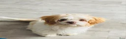 Shih Tzu dogs for sale: Sad sale - Advert 3