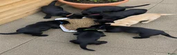 Labrador Retriever dogs for sale: Purebred Black Labrador Puppies  in Diss - Advert 4