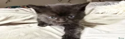 Mixed Breed cats for sale: Two cute girlies  - Advert 6