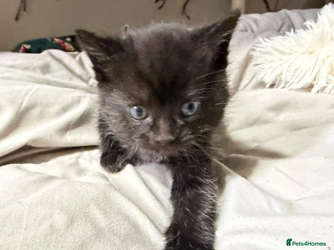 Mixed Breed cats for sale: Two cute girlies  - Advert 6