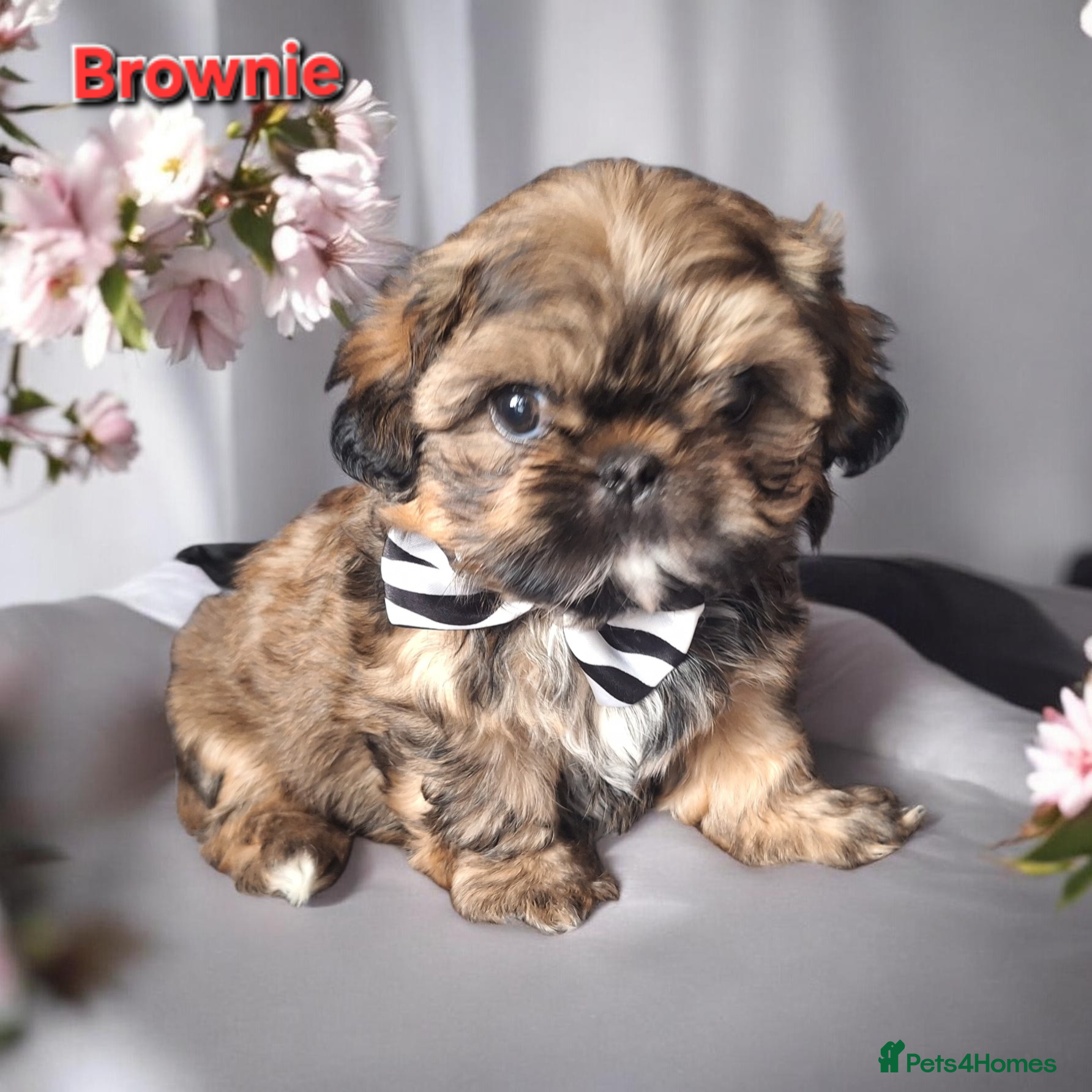 Shih Tzu dogs Beautiful Imperial Shih Tzus  - Advert 19