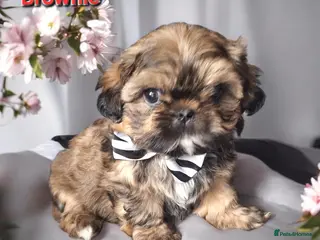 Shih Tzu dogs Beautiful Imperial Shih Tzus - Advert 19