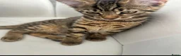 Domestic Shorthair cats for sale: Kittens Tabby domestic shorthair  in Bolton - Advert 4