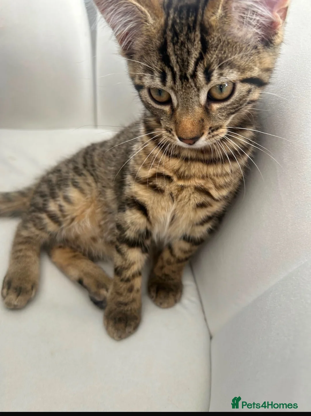 Domestic Shorthair cats for sale: Kittens Tabby domestic shorthair  in Bolton - Advert 4