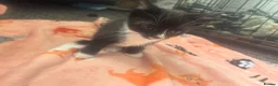 Mixed Breed cats for sale: Tabby female and 2 black and white boy kittens - Advert 7