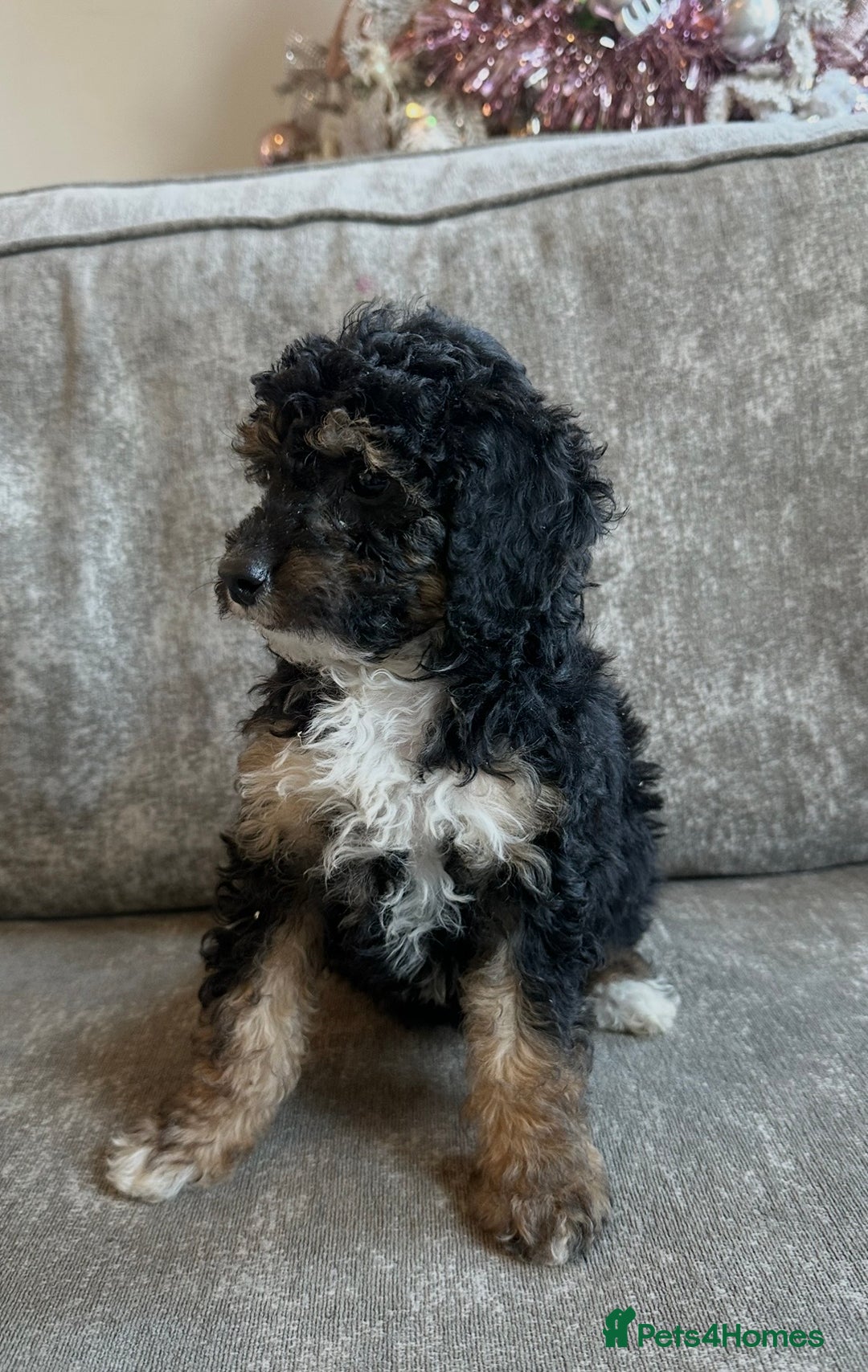 Cavapoo dogs for sale: Beautiful Cavapoos’s  - Advert 22
